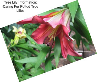 Tree Lily Information: Caring For Potted Tree Lilies