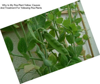 Why Is My Pea Plant Yellow: Causes And Treatment For Yellowing Pea Plants