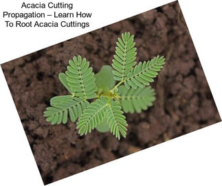 Acacia Cutting Propagation – Learn How To Root Acacia Cuttings