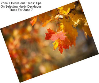 Zone 7 Deciduous Trees: Tips On Selecting Hardy Deciduous Trees For Zone 7