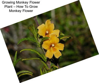 Growing Monkey Flower Plant – How To Grow Monkey Flower