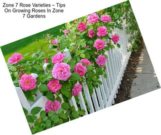 Zone 7 Rose Varieties – Tips On Growing Roses In Zone 7 Gardens