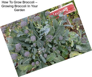 How To Grow Broccoli – Growing Broccoli In Your Garden