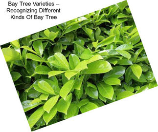 Bay Tree Varieties – Recognizing Different Kinds Of Bay Tree