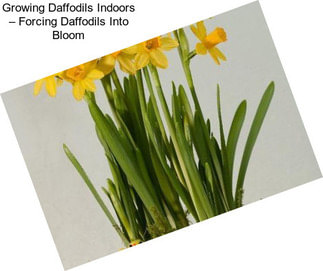 Growing Daffodils Indoors – Forcing Daffodils Into Bloom