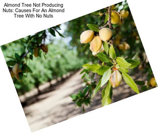 Almond Tree Not Producing Nuts: Causes For An Almond Tree With No Nuts