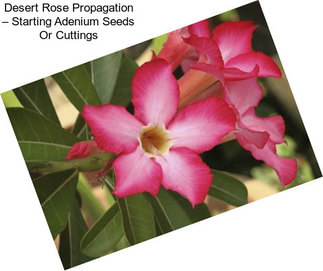 Desert Rose Propagation – Starting Adenium Seeds Or Cuttings