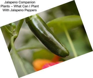 Jalapeno Companion Plants – What Can I Plant With Jalapeno Peppers