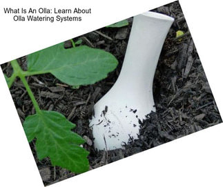 What Is An Olla: Learn About Olla Watering Systems