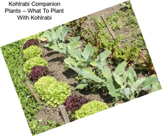 Kohlrabi Companion Plants – What To Plant With Kohlrabi