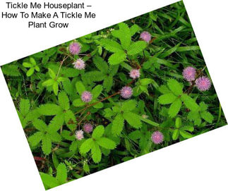 Tickle Me Houseplant – How To Make A Tickle Me Plant Grow