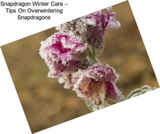 Snapdragon Winter Care – Tips On Overwintering Snapdragons