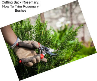 Cutting Back Rosemary: How To Trim Rosemary Bushes