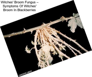 Witches\' Broom Fungus – Symptoms Of Witches\' Broom In Blackberries