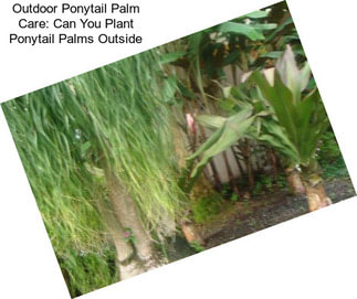 Outdoor Ponytail Palm Care: Can You Plant Ponytail Palms Outside