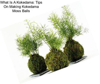 What Is A Kokedama: Tips On Making Kokedama Moss Balls
