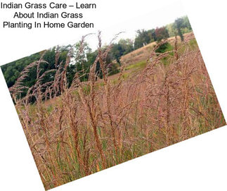 Indian Grass Care – Learn About Indian Grass Planting In Home Garden
