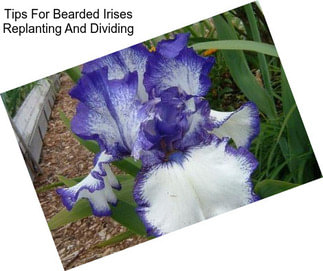 Tips For Bearded Irises Replanting And Dividing
