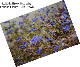 Lobelia Browning: Why Lobelia Plants Turn Brown