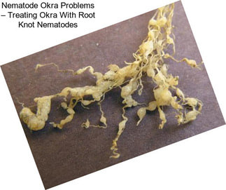 Nematode Okra Problems – Treating Okra With Root Knot Nematodes