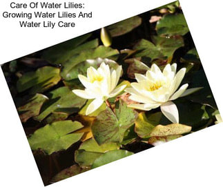 Care Of Water Lilies: Growing Water Lilies And Water Lily Care