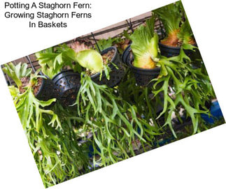 Potting A Staghorn Fern: Growing Staghorn Ferns In Baskets