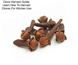 Clove Harvest Guide: Learn How To Harvest Cloves For Kitchen Use