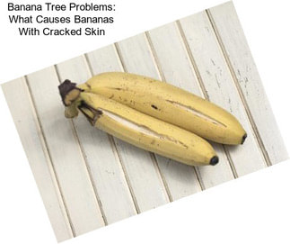 Banana Tree Problems: What Causes Bananas With Cracked Skin