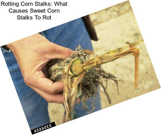 Rotting Corn Stalks: What Causes Sweet Corn Stalks To Rot