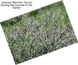 Limonium Plant Info: Tips On Growing Sea Lavender In The Garden