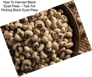 How To Harvest Black Eyed Peas – Tips For Picking Black Eyed Peas