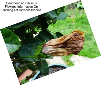 Deadheading Hibiscus Flowers: Information On Pinching Off Hibiscus Blooms