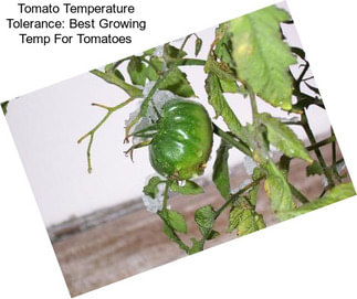 Tomato Temperature Tolerance: Best Growing Temp For Tomatoes