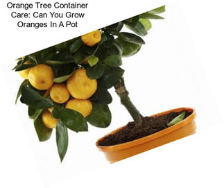 Orange Tree Container Care: Can You Grow Oranges In A Pot
