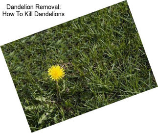 Dandelion Removal: How To Kill Dandelions