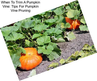 When To Trim A Pumpkin Vine: Tips For Pumpkin Vine Pruning