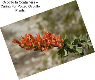 Ocotillo In Containers – Caring For Potted Ocotillo Plants