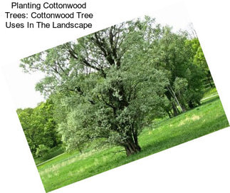 Planting Cottonwood Trees: Cottonwood Tree Uses In The Landscape