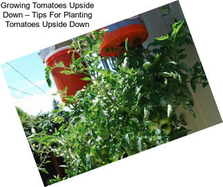Growing Tomatoes Upside Down – Tips For Planting Tomatoes Upside Down