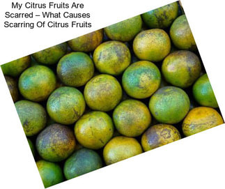 My Citrus Fruits Are Scarred – What Causes Scarring Of Citrus Fruits