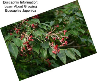 Euscaphis Information: Learn About Growing Euscaphis Japonica