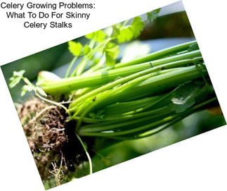 Celery Growing Problems: What To Do For Skinny Celery Stalks