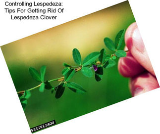 Controlling Lespedeza: Tips For Getting Rid Of Lespedeza Clover