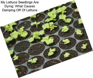 My Lettuce Seedlings Are Dying: What Causes Damping Off Of Lettuce