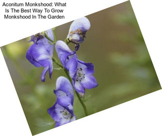 Aconitum Monkshood: What Is The Best Way To Grow Monkshood In The Garden