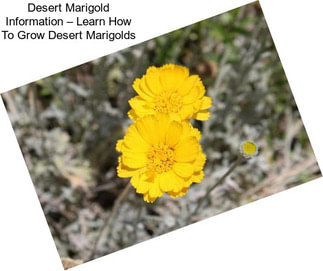Desert Marigold Information – Learn How To Grow Desert Marigolds