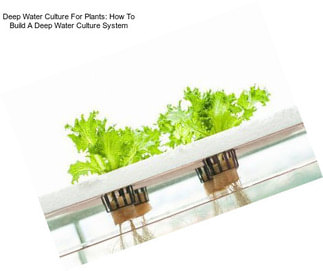 Deep Water Culture For Plants: How To Build A Deep Water Culture System