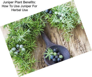 Juniper Plant Benefits: How To Use Juniper For Herbal Use