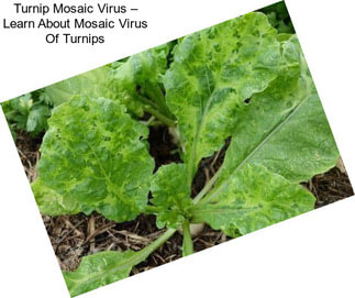 Turnip Mosaic Virus – Learn About Mosaic Virus Of Turnips