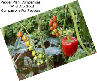 Pepper Plant Companions – What Are Good Companions For Peppers